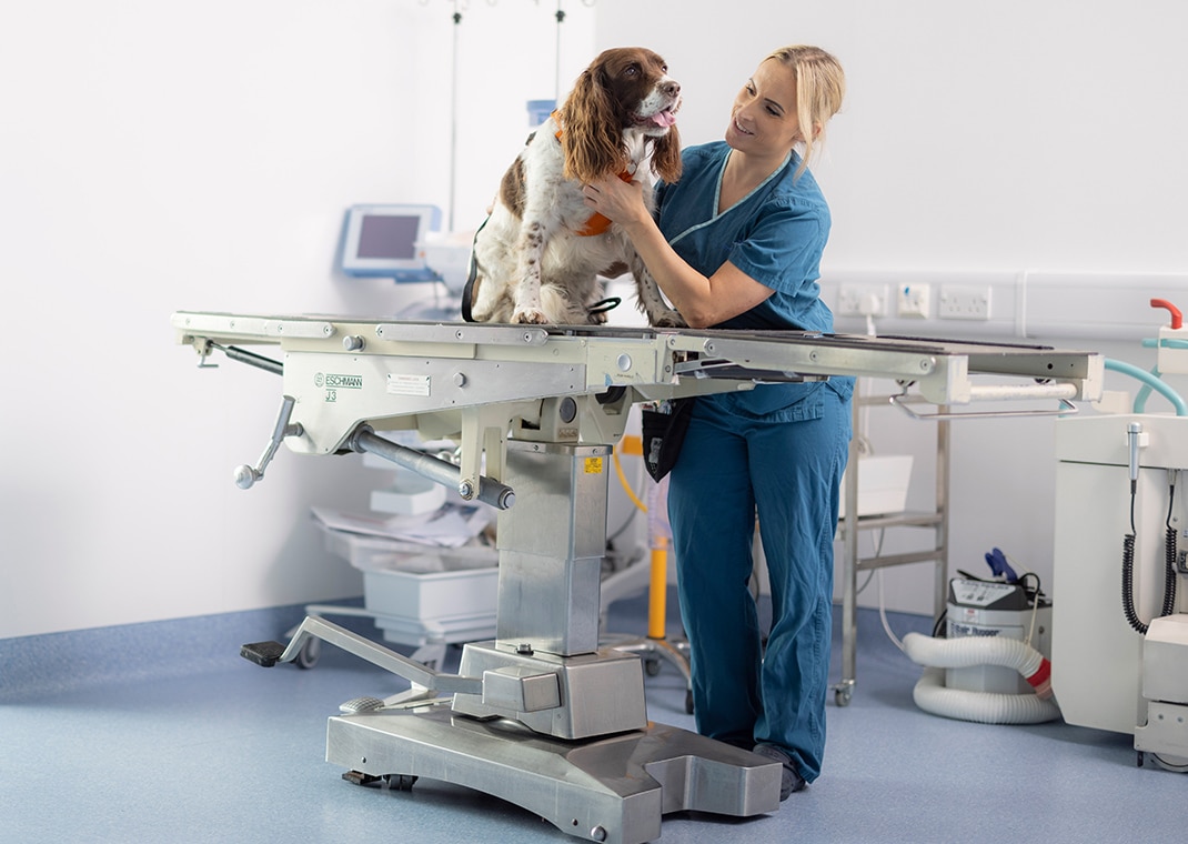 Vet examining a dog