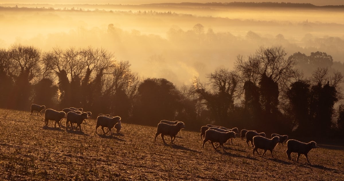 Sheep on a farm in the Surrey Hill in the morning sunrise, a classic image of rural england.