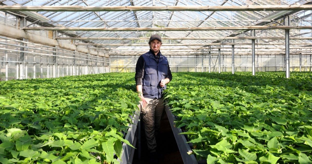 A man in a blue gilet jacket stands in a greenhouse surrounded by poinsettia plants.