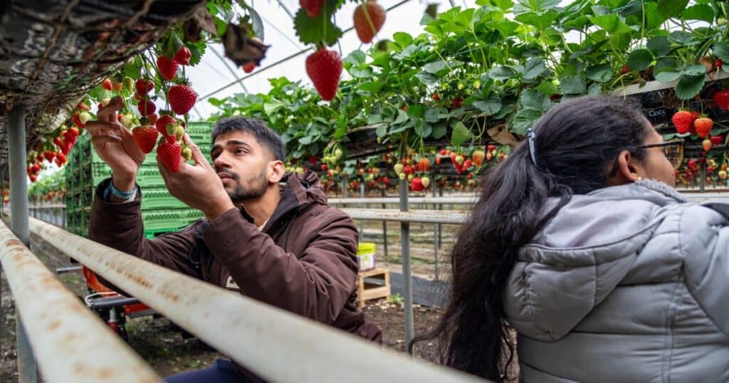 A man picks strawberry on a farm in Surrey