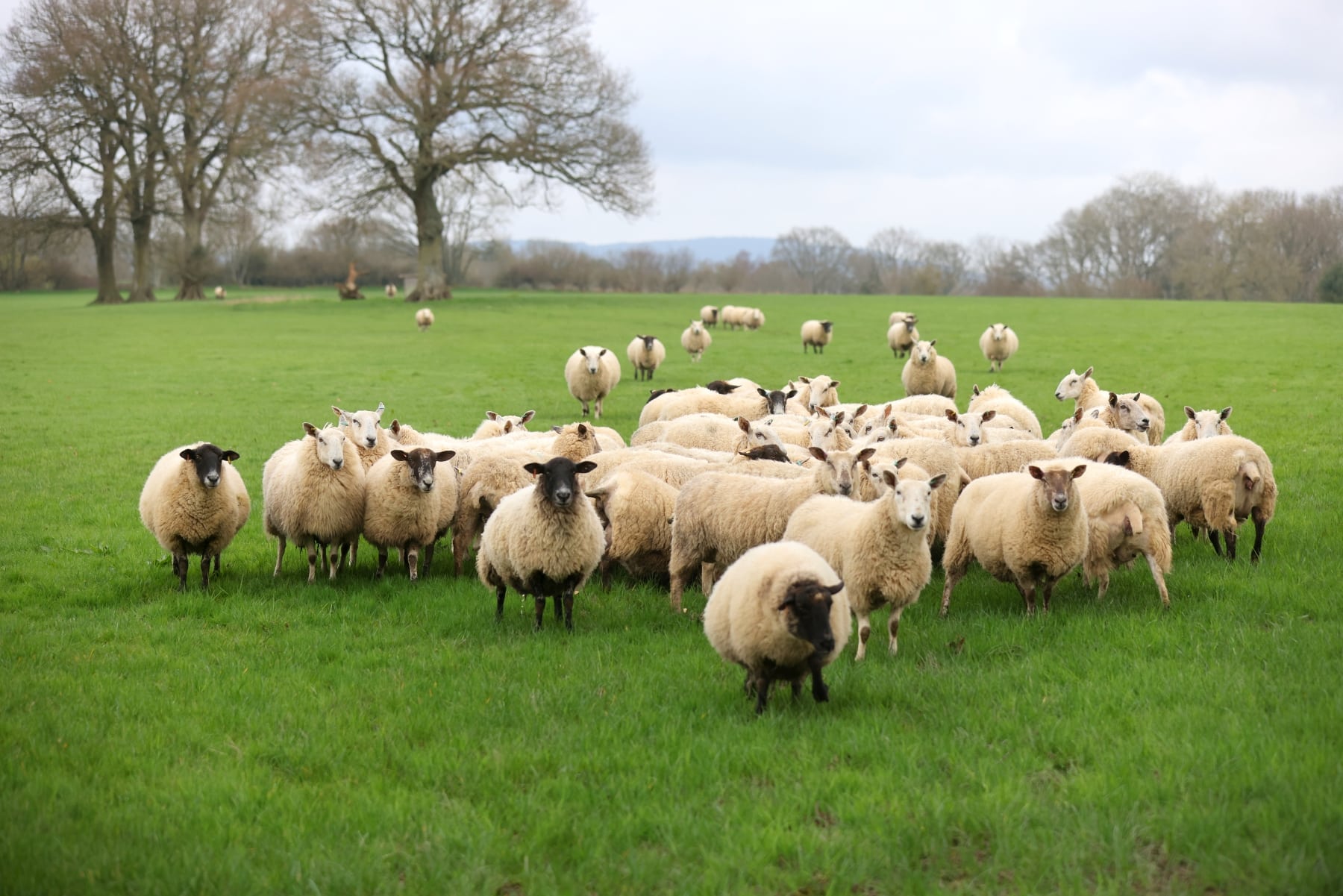 A flock of sheep in the middle of a green field in the Surrey countryside