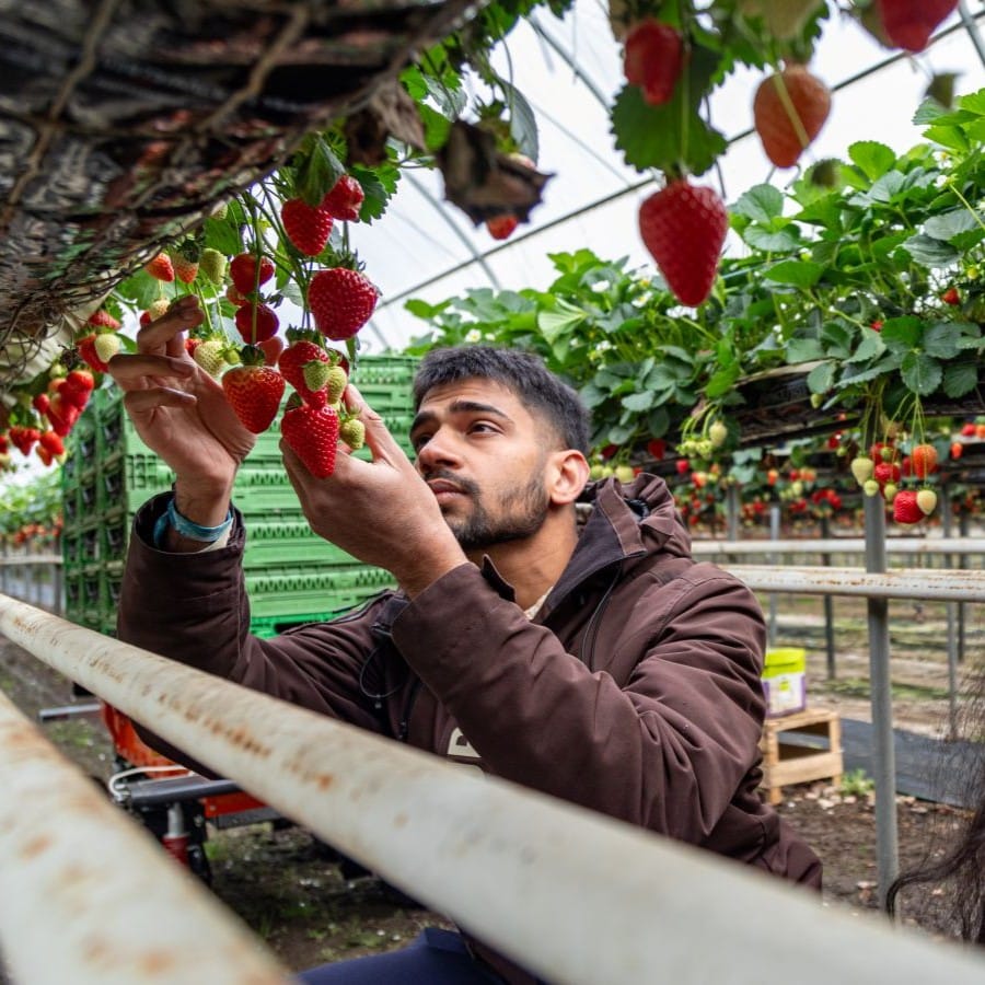 A grower on a Surrey farm picks strawberries in a covered greenhouse
