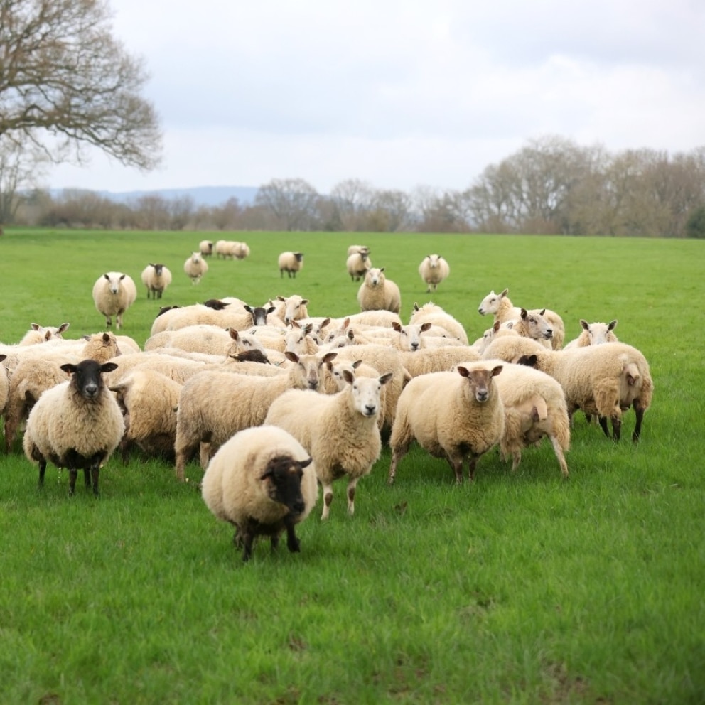 A square image of a flock of sheep in the middle of a green field in the Surrey countryside